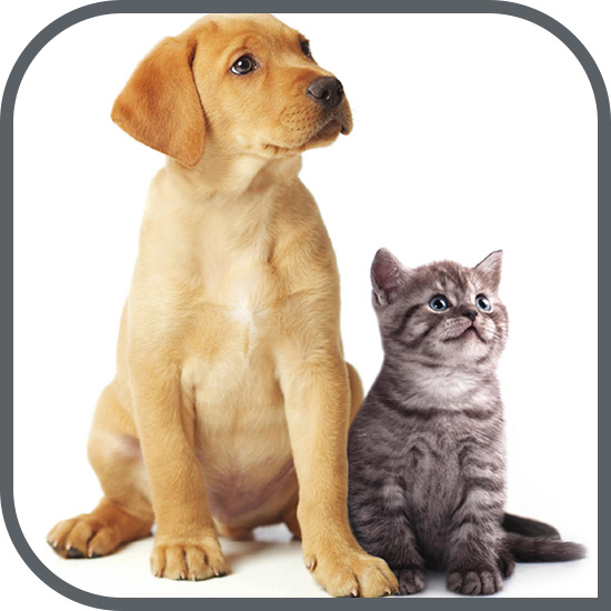 SOLUŢIA PERFECTĂ PENTRU PROPRIETARII DE ANIMALE